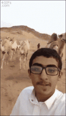 camel gifs - Higues Cot