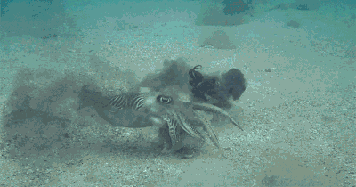 camouflage cuttlefish gif
