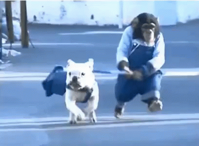 monkey walking dog gif