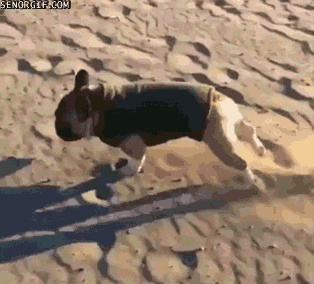 dog falling on the beach gif - Senorgif.Com