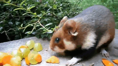 european hamster cute gif