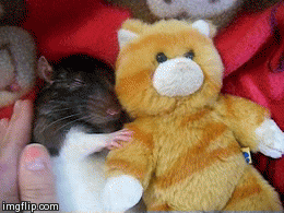 cute rat gif - imgflip.com