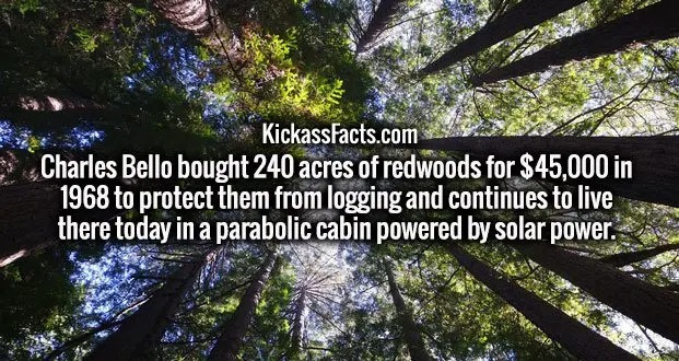 nature - KickassFacts.com Charles Bello bought 240 acres of redwoods for $45,000 in 1968 to protect them from logging and continues to live there today in a parabolic cabin powered by solar power.