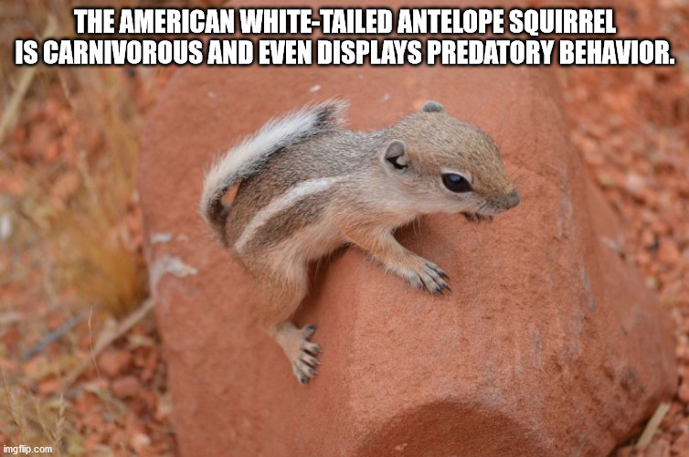 fauna - The American WhiteTailed Antelope Squirrel Is Carnivorous And Even Displays Predatory Behavior. imgflip.com