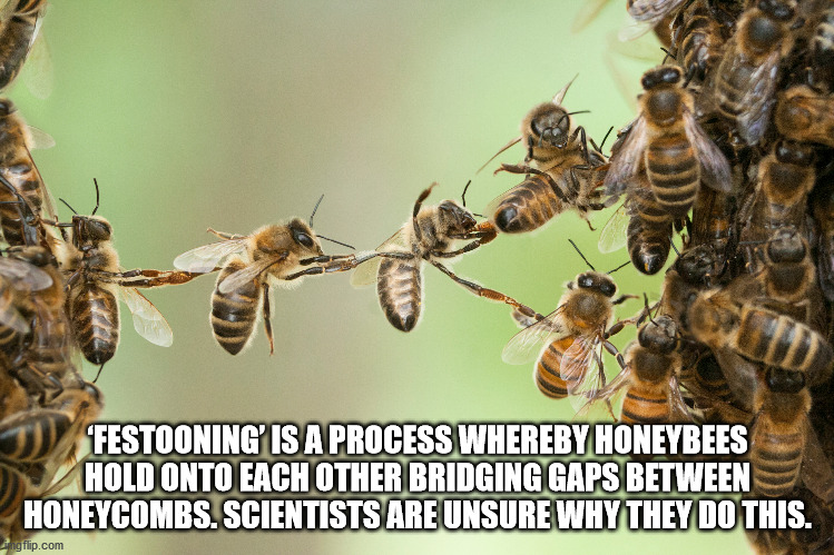 festooning bees - Festooning' Is A Process Whereby Honeybees Hold Onto Each Other Bridging Gaps Between Honeycombs. Scientists Are Unsure Why They Do This. Angflip.com