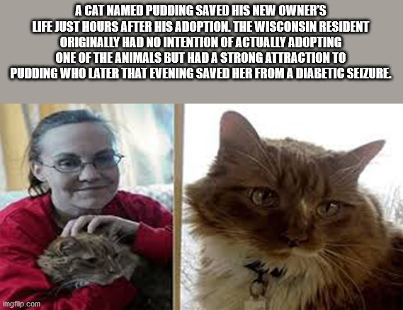 photo caption - A Cat Named Pudding Saved His New Owner'S Life Just Hours After His Adoption. The Wisconsin Resident Originally Had No Intention Of Actually Adopting One Of The Animals But Had A Strong Attraction To Pudding Who Later That Evening Saved He