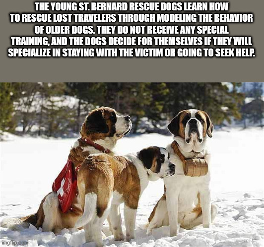 st bernard - The Young St. Bernard Rescue Dogs Learn How To Rescue Lost Travelers Through Modeling The Behavior Of Older Dogs. They Do Not Receive Any Special Training, And The Dogs Decide For Themselves If They Will Specialize In Staying With The Victim 