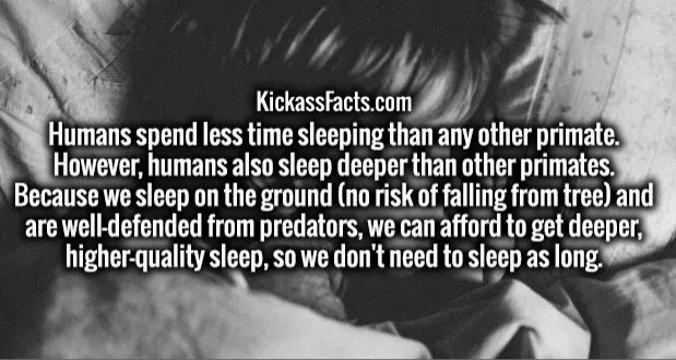 1st amendment to the constitution - KickassFacts.com Humans spend less time sleeping than any other primate. However, humans also sleep deeper than other primates. Because we sleep on the ground no risk of falling from tree and are welldefended from preda