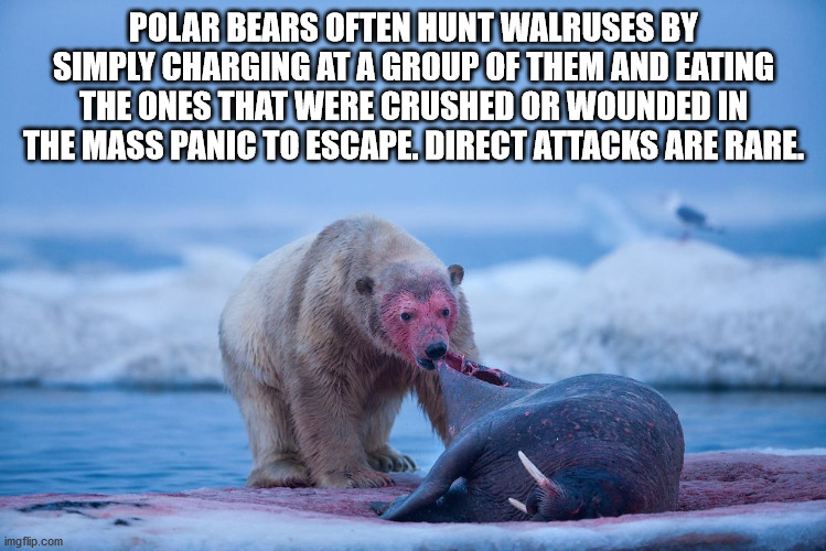 killer polar bear - Polar Bears Often Hunt Walruses By Simply Charging At A Group Of Them And Eating The Ones That Were Crushed Or Wounded In The Mass Panic To Escape. Direct Attacks Are Rare. imgflip.com