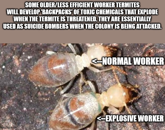 exploding termite - Some OlderLess Efficient Worker Termites Will Develop 'Backpacks' Of Toxic Chemicals That Explode When The Termite Is Threatened. They Are Essentially Used As Suicide Bombers When The Colony Is Being Attacked.