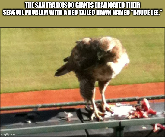 fauna - The San Francisco Giants Eradicated Their Seagull Problem With A Red Tailed Hawk Named "Bruce Lee." imgflip.com