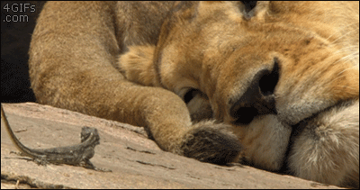 funny lion gifs