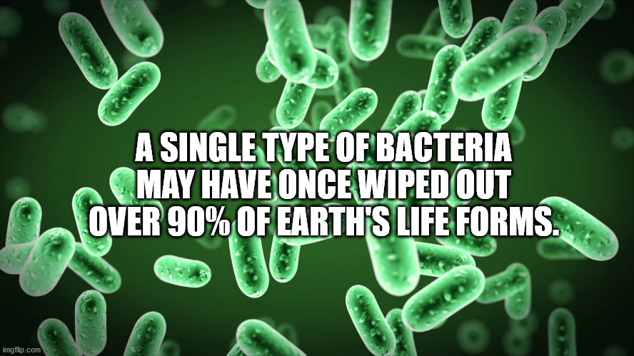 penicillin bacteria - A Single Type Of Bacteria May Have Once Wiped Out Over 90% Of Earth'S Life Forms. imgflip.com
