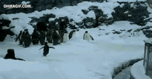 happy jumping penguin gif - Ommagif.Com