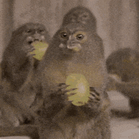 monkey eating grapes gif