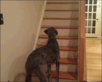 dog seeing ghost gif