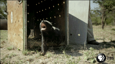 honey badger gif - Pbs