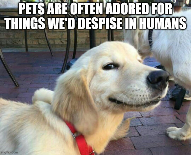 satisfied dog meme - Pets Are Often Adored For Things We'D Despise In Humans imgflip.com