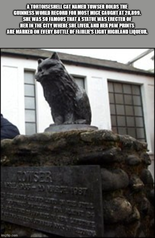 fauna - A Tortoiseshell Cat Named Towser Holds The Guinness World Record For Most Mice Caught At 28,899. She Was So Famous That A Statue Was Erected Of Her In The City Where She Lived, And Her Paw Prints Are Marked On Every Bottle Of Fairlie'S Light Highl