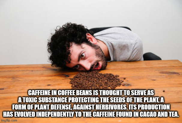 coffee withdrawal - Caffeine In Coffee Beans Is Thought To Serve As A Toxic Substance Protecting The Seeds Of The Plant, A Form Of Plant Defense, Against Herbivores. Its Production Has Evolved Independently To The Caffeine Found In Cacao And Tea. imgflip.