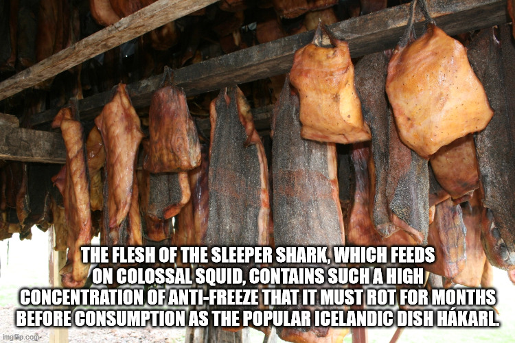iceland hakarl - The Flesh Of The Sleeper Shark, Which Feeds On Colossal Squid, Contains Such A High Concentration Of AntiFreeze That It Must Rot For Months Before Consumption As The Popular Icelandic Dish Hkarl img Clip.cou