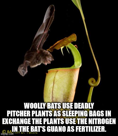 pc world - Woolly Bats Use Deadly Pitcher Plants As Sleeping Bags In Exchange The Plants Use The Nitrogen In The Bat'S Guano As Fertilizer. imgflip.com Tullic