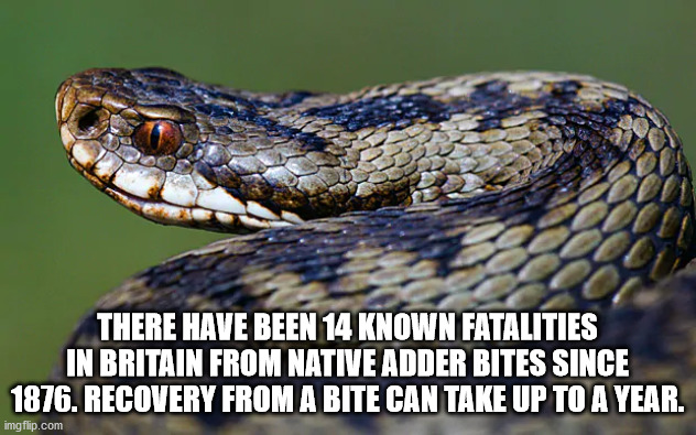 serpent - There Have Been 14 Known Fatalities In Britain From Native Adder Bites Since 1876. Recovery From A Bite Can Take Up To A Year. imgflip.com