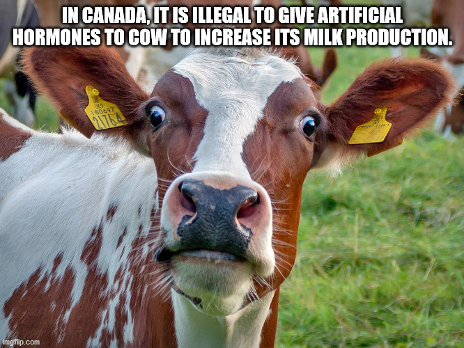 dairy meme - In Canada, It Is Illegal To Give Artificial Hormones To Cow To Increase Its Milk Production. 180697 imgflip.com