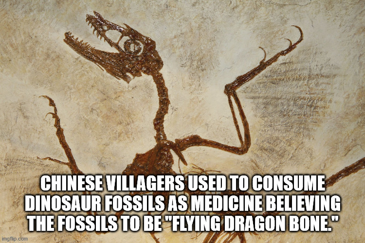 Chinese Villagers Used To Consume Dinosaur Fossils As Medicine Believing The Fossils To Be "Flying Dragon Bone." imgflip.com