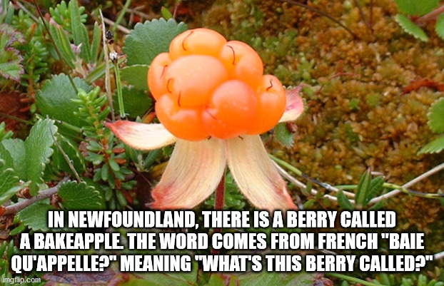 In Newfoundland, There Is A Berry Called A Bakeapple The Word Comes From French "Baie Qu'Appelle?" Meaning "What'S This Berry Called?" amgflip.com