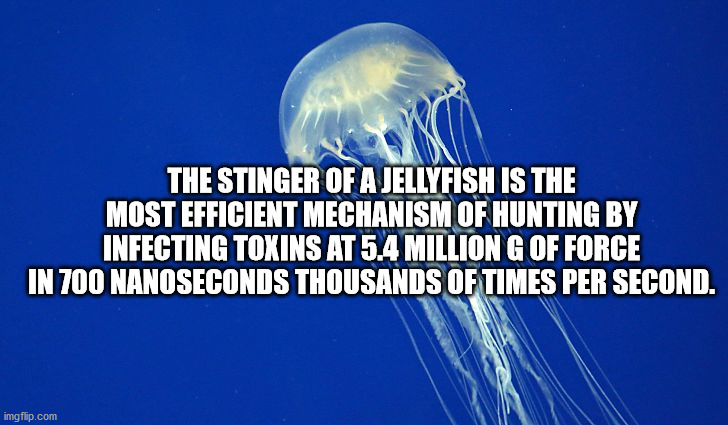 rachel berry glee - The Stinger Of A Jellyfish Is The Most Efficient Mechanism Of Hunting By Infecting Toxins At 5.4 Million G Of Force In 700 Nanoseconds Thousands Of Times Per Second. imgflip.com