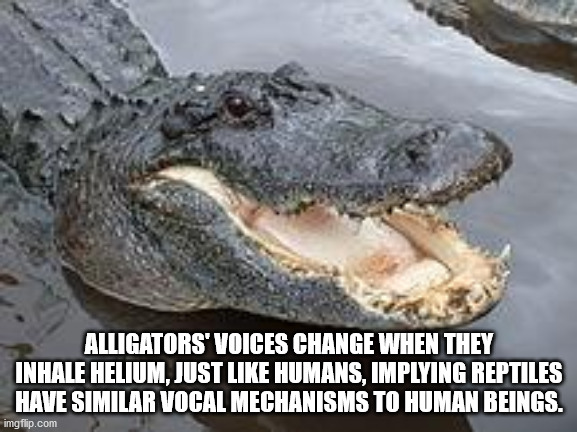 body of lane graves - Alligators' Voices Change When They Inhale Helium, Just Humans, Implying Reptiles Have Similar Vocal Mechanisms To Human Beings. imgflip.com