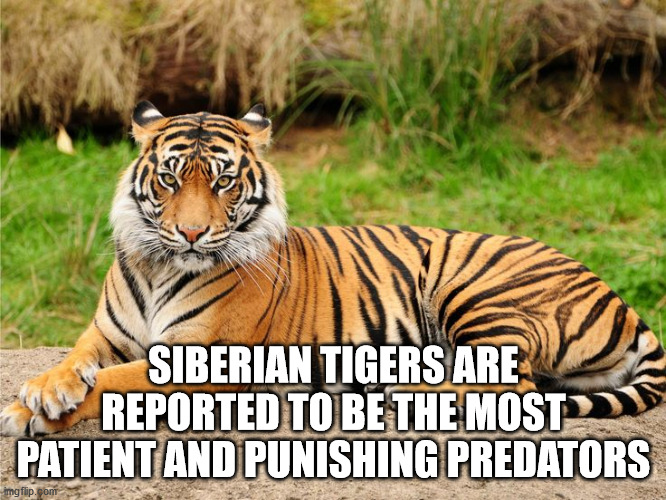 point defiance zoo & aquarium - Siberian Tigers Are Reported To Be The Most Of Patient And Punishing Predators imgflip.com