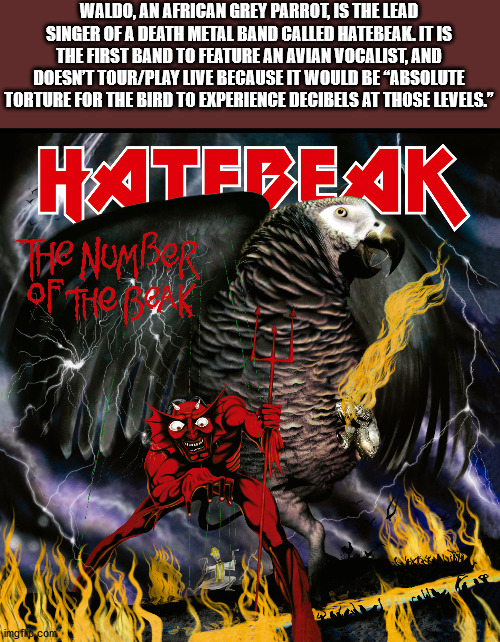 hatebeak band - Waldo, An African Grey Parrot, Is The Lead Singer Of A Death Metal Band Called Hatebeak. It Is The First Band To Feature An Avian Vocalist, And Doesn'T TourPlay Live Because It Would Be Absolute Torture For The Bird To Experience Decibels 