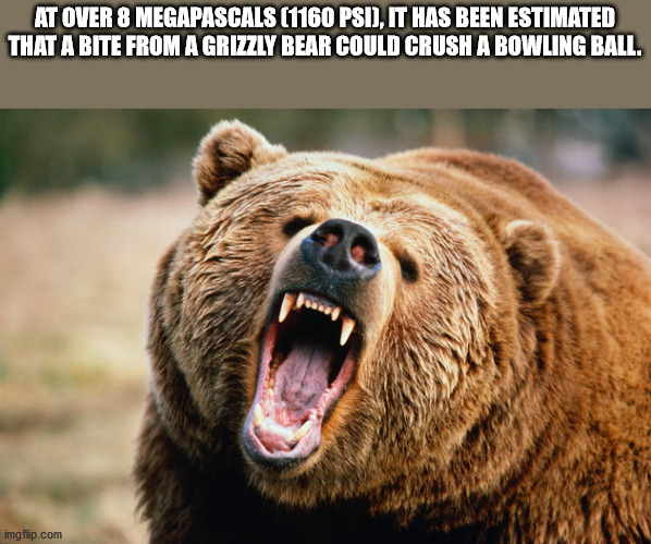 mean bear - At Over 8 Megapascals 1160 Psi, It Has Been Estimated That A Bite From A Grizzly Bear Could Crush A Bowling Ball. imgflip.com