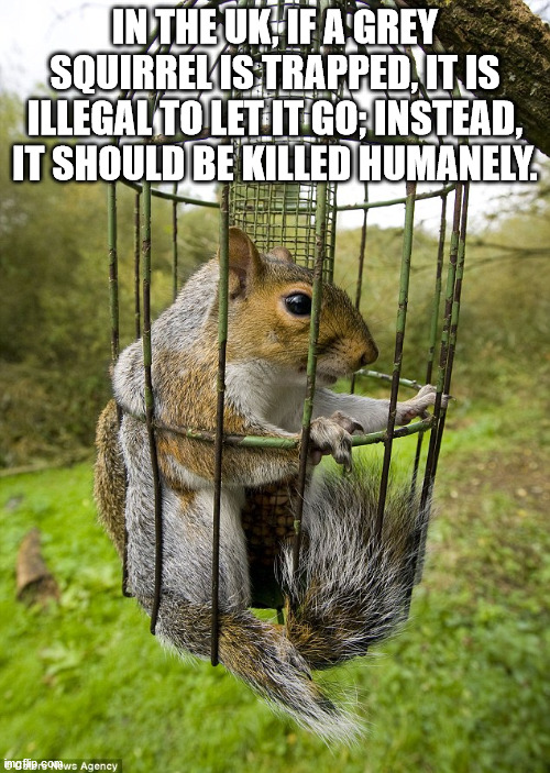 Squirrels - In The Uk, If A Grey Squirrel Is Trapped, It Is Illegalto Let It Go Instead, It Should Be Killed Humanely ing paws Agency