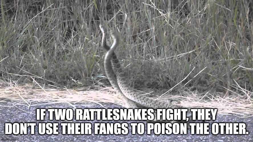 tyagi ji - If Two Rattlesnakes Fight, They Don'T Use Their Fangs To Poison The Other. imgflip.com