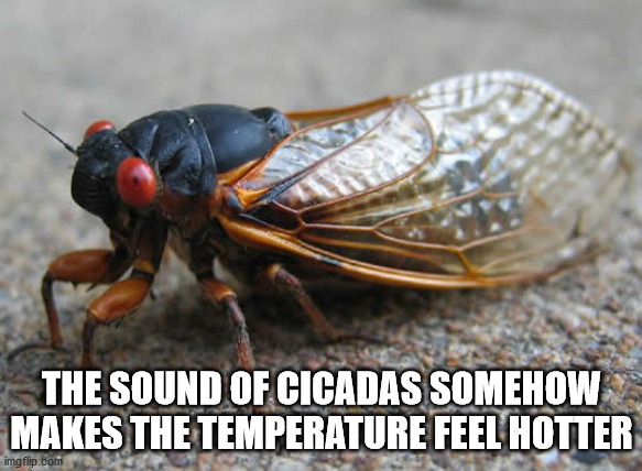 cicada meme - The Sound Of Cicadas Somehow Makes The Temperature Feel Hotter imgflip.com