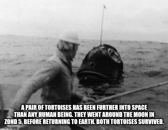 personal protective equipment - A Pair Of Tortoises Has Been Further Into Space Than Any Human Being. They Went Around The Moon In Zond 5, Before Returning To Earth. Both Tortoises Survived. unigflip.com