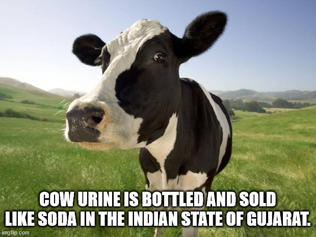 cow joke - Cow Urine Is Bottled And Sold Soda In The Indian State Of Gujarat. imgflip.com