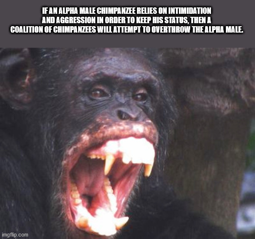 normal porn for normal people - If An Alpha Male Chimpanzee Relies On Intimidation And Aggression In Order To Keep His Status, Then A Coalition Of Chimpanzees Will Attempt To Overthrow The Alpha Male. imgflip.com