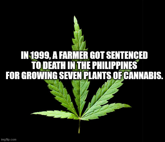 contender boats - In 1999, A Farmer Got Sentenced To Death In The Philippines For Growing Seven Plants Of Cannabis. imgflip.com