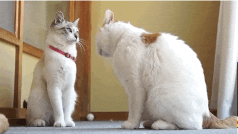 your face cat gif