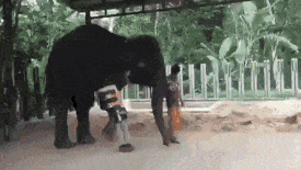 Moving Image Mayhem -- (Animal Edition)