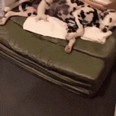 Moving Image Mayhem -- (Animal Edition)