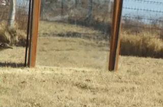 Moving Image Mayhem -- (Animal Edition)