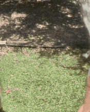 Moving Image Mayhem -- (Animal Edition)