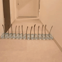 Moving Image Mayhem -- (Animal Edition)