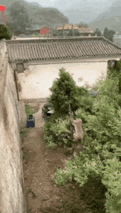 Moving Image Mayhem -- (Animal Edition)