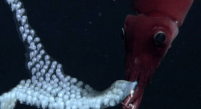 Moving Image Mayhem -- (Animal Edition)